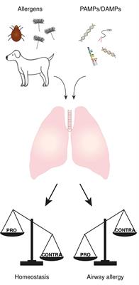 The innate immune brakes of the lung